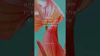 Scripture | John 14:6 | Sunday Fundae #shorts #scripture #truth #jesus #bible #bibleverse #life