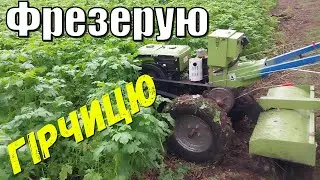 Фрезерую Гірчицю Мотоблоком