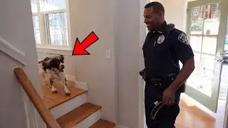 🐈 🥰🥰 How Ecstatic Are Dog'sWhen Dad's Long - awaited Homecoming Finally Arrives?#dog