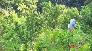 Natural Fertilizer Distribution in Traditional Agriculture #RuralAgriculture #TraditionalFarming
