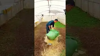 [Часть 153]Выращивание кузнечиков.