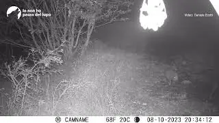 Lupi - Canis lupus - Predazione su piccolo di cinghiale