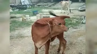 Hf cow video😁 |cute cow video😆 #cow #viralvideo #desi #dairyfarm #desilifestyle #shorts #cowlover