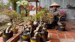 Nhà vườn Hương Đoàn giao lưu hoa giấy ghép bonsai mini giá mềm bao ship toàn quốc ☎0939.421.599