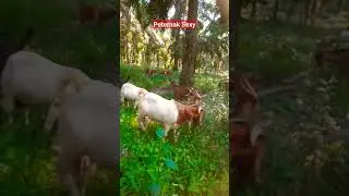 Indonesian Ganatic male boer goat #shorts #animals #goat #pets #boergoat #farming #kambing #wildlife