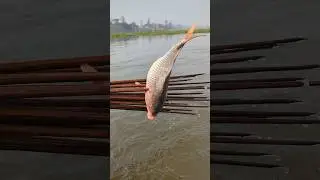 Village River Fishing by Boat - Big Fish | #shorts #fishingvideo #villagelife #fishinglife #yt