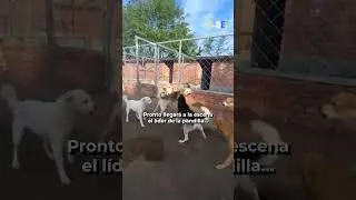 Perro &ldquo;alfa&rdquo; frena pelea: llega y todos se someten ante &eacute;l #animales