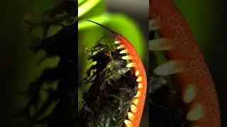 it is velvet worm.it is soft,has many legs panarthropods have fluid-filled body cavity