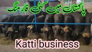 Buffalo business in Pakistan || katti farming in Pakistan