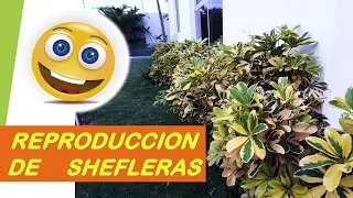 SHEFLERAS ИЛИ Schefflera ИСПОЛЬЗУЕТ ЭТУ МЕТОД, КОТОРОЕ МОЖНО УМЕТЬ РЕПРОДУКЦИИ