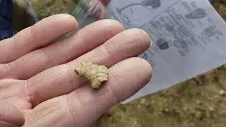 Crinoid fossil crown piece described by Ettensohn