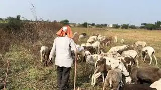Lifestyle of sheep farmer in india-#viralvideos #viral #viralvideo 