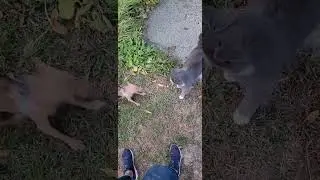 Tiny puppy 🐶 trying to get an old farm cat 🐈 to play