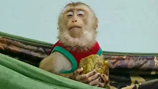 Funny Sam boy enjoying fruit in the hammock is so cute