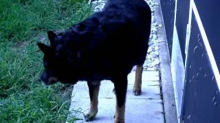 Rebel  Outside Ignoring The Othe Crazy Dogs.   