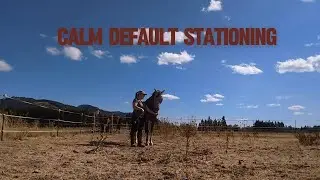 What is Calm Default Stationing in Positive Reinforcement Horse Training?