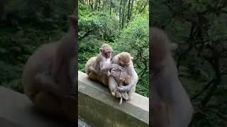 AWW MONKEY | Pudding bullies aww monkey, and April is here to help | MONKEY FUN EVERY DAY