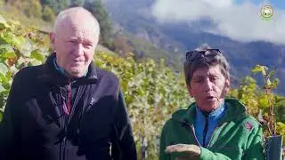 Local-Prod.ch ||| L'&acirc;ge de la vigne et la diff&eacute;rence entre la jeune et la veille vigne