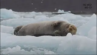 Bearded seal falling asleep 😪
