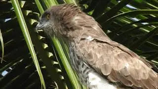 Bonelli's eagle ?
