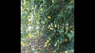 Spinaceto Primavera 2022