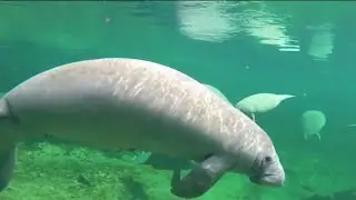 FWC focus on Indian River Lagoon as feeding efforts continue to save manatees