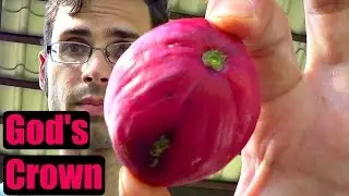 God's Crown Review (Mahkota Dewa) - Weird Fruit Explorer Ep. 162
