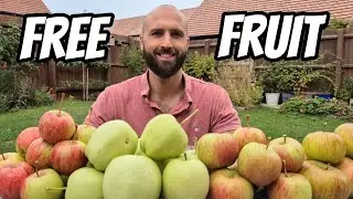 Foraging For Feral APPLES (Free Fruit Everywhere!)