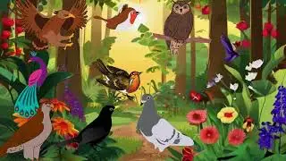 Learning For Kids , Video Training for Birds, Learn about Birds for kids