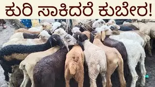 ಅಕ್ಕಿರಾಂಪುರ ಕುರಿ ಸಂತೆ: ಕುರಿ ಸಾಕಿದರೆ ಕುಬೇರ!/Akkirampura Saturday Sheep Market/Kuri-Sante #nativenest 