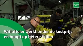 Witlofteler werkt onder de kostprijs en hoopt op betere tijden