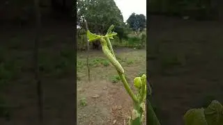 Vejam vcs a lagarta # shorts, destruindo as folhas dos p&eacute;s de mam&atilde;o,muito linda!