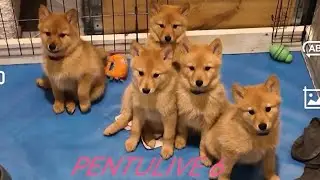 PENTULIVE 6 
