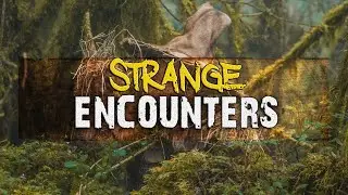 Beyond Nightmares: Strange and Insane Cryptid Encounters