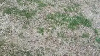 Sassy walking fetch with stick pressure