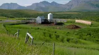 Pecten - Mule deer in feed yard