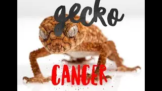 Cancer Intuitive Message for the week of 01.11.21 You're Channeling The Gecko