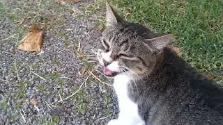 ふゃーん #猫動画