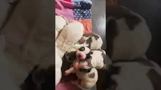 Newborn Pyrenees pups waiting for mom