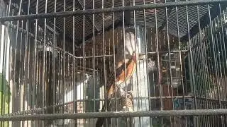 Cendet mewah tembak an kasar kasar isian kapas tembak dll