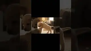 강아지와 계단 #PuppyFirstSteps #LabradorLove #CuteDogVideo #DogFails #PuppyCuteness #YouTubeShorts