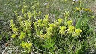 Chiwaukee Prairie, Wood Betony or Lousewort