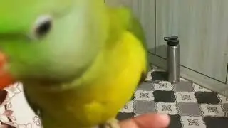 Mithu's playing time