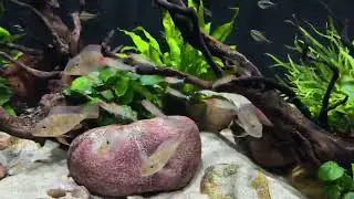 South American Display Aquarium May 2024
