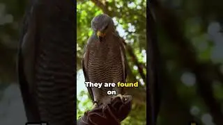 Peregrine Majesty: Ruler of the Skies