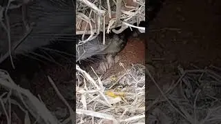 Criando paca em casa