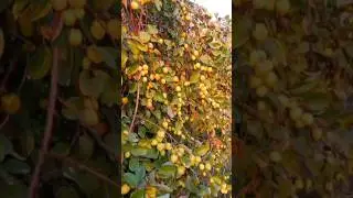🍏🍋 #shorts #trending #nature #youtubeshorts #love #viral #short #fruit