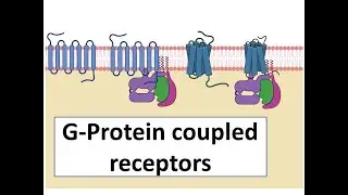 G protein-coupled receptors - An introduction for students