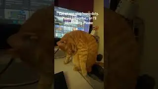 ASMR Cat #cat #grooming #ytshorts #cute #chai #funny #shorts #asmr