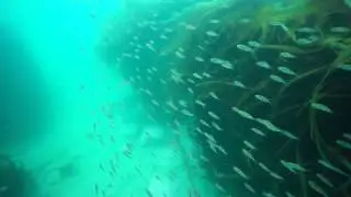 ウスメバル